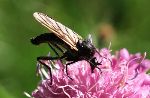 Réf. 189 870 : Empis ciliata
